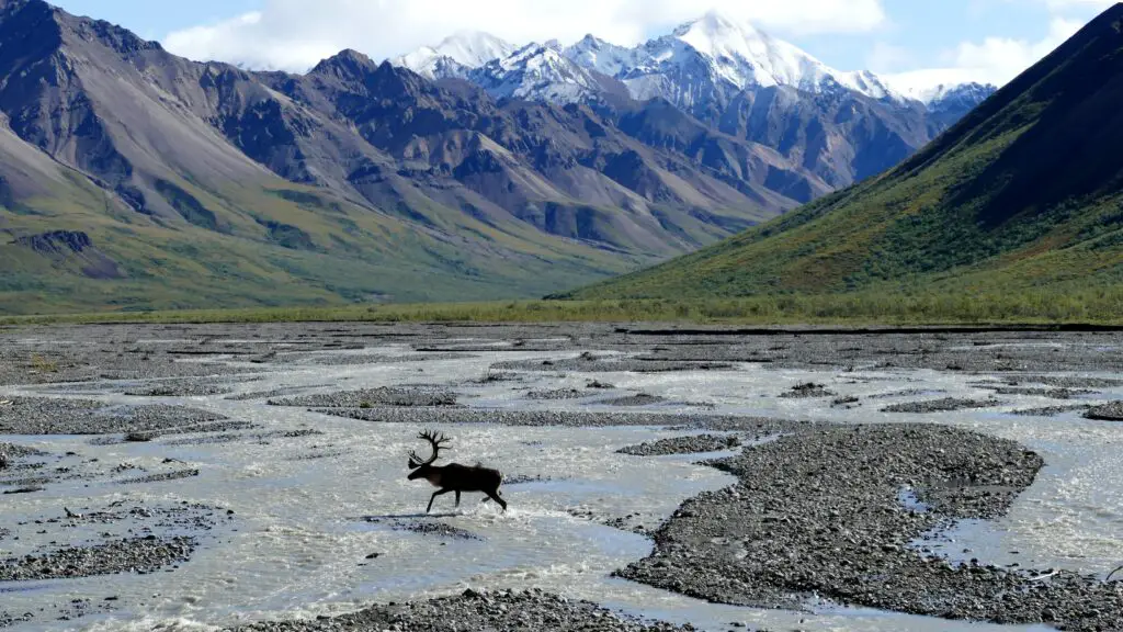 Moose running in Alaska landscape