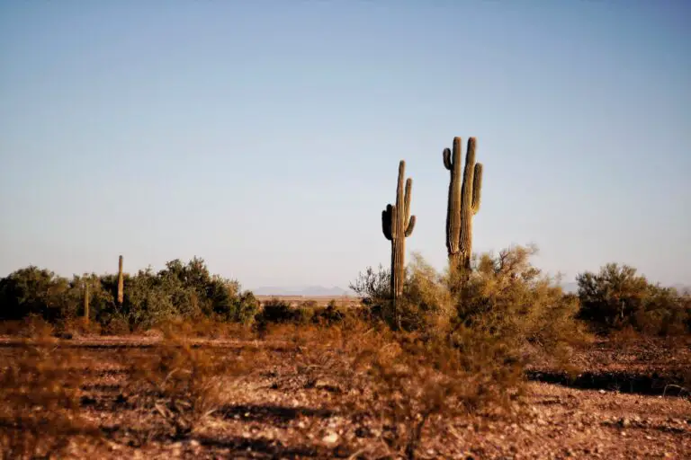 two cactus in a landscape shot in Arizona