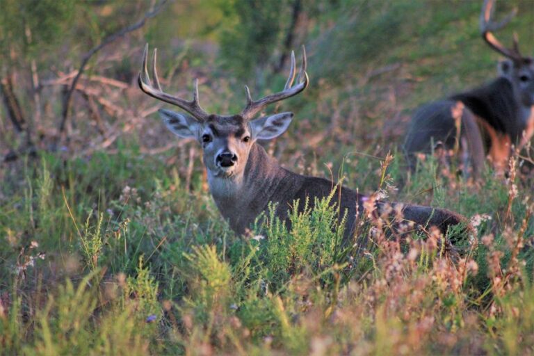 will-a-40-caliber-pistol-kill-a-deer-keepgunssafe