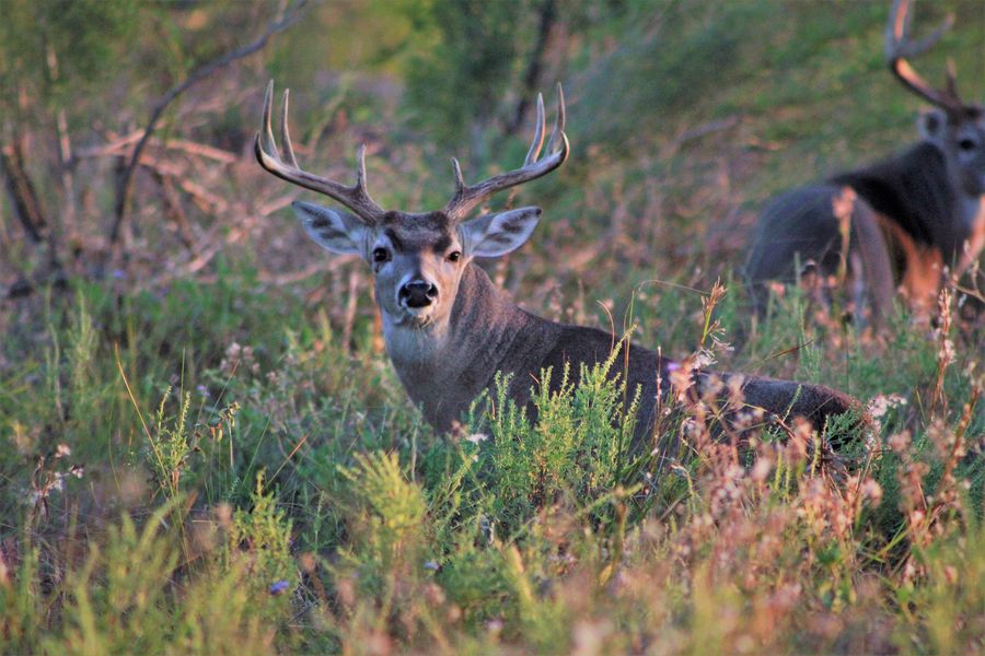 Deer in the wild